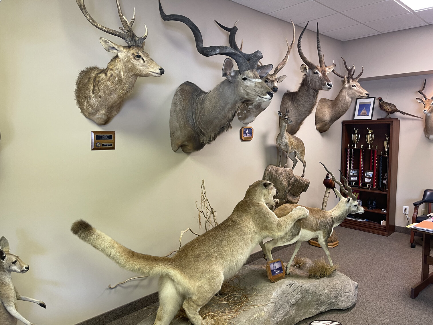 Image for Collection of Animal Mounts