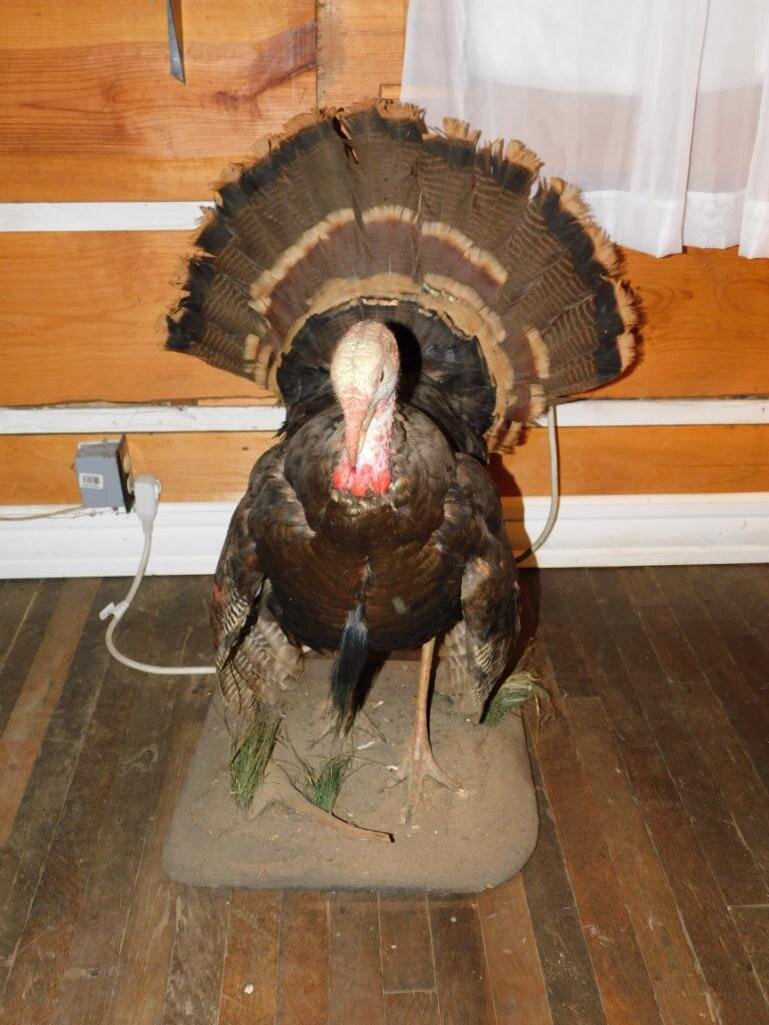 Jane Lew, WV Summer 2022 Guns, Ammo & Taxidermy Auction DAY 1 of 2