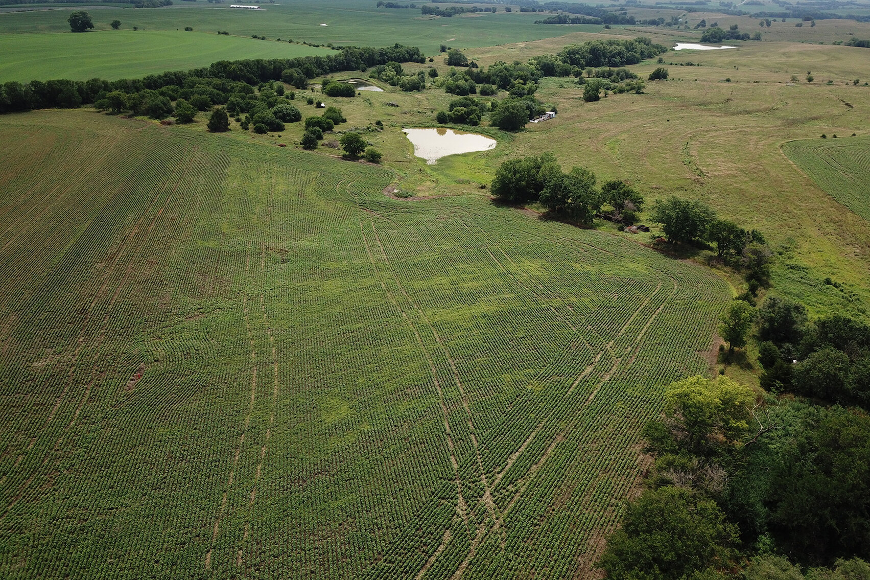 Image for Burrows Tracts Real Estate Pawnee County, NE Land Auction