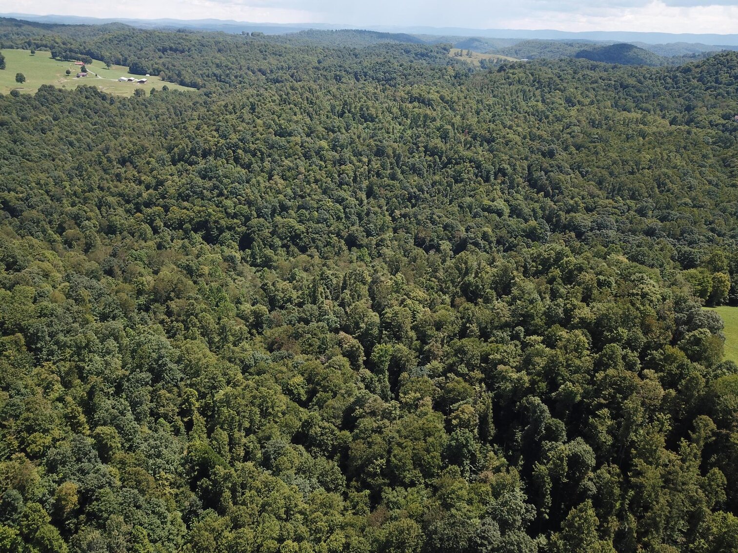 SOLD 275,000 130 Acres in Taylor County Any Existing Mineral Rights