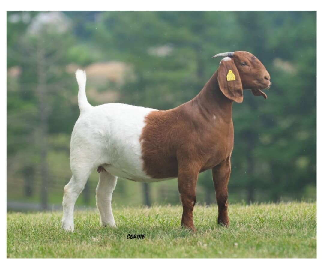 Image for VA Is For Boer Goat Lovers Sale