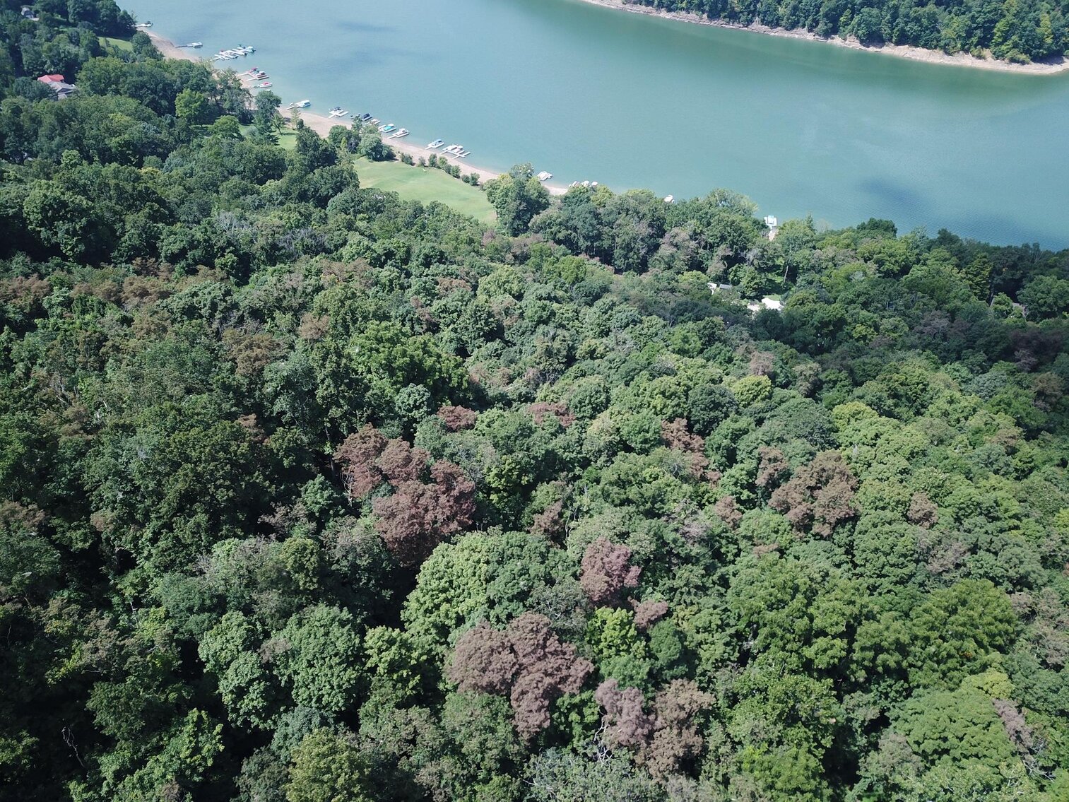 Image for SOLD $52,800 - 10 Acres Overlooking Yough Lake Selling to the Highest Bidder