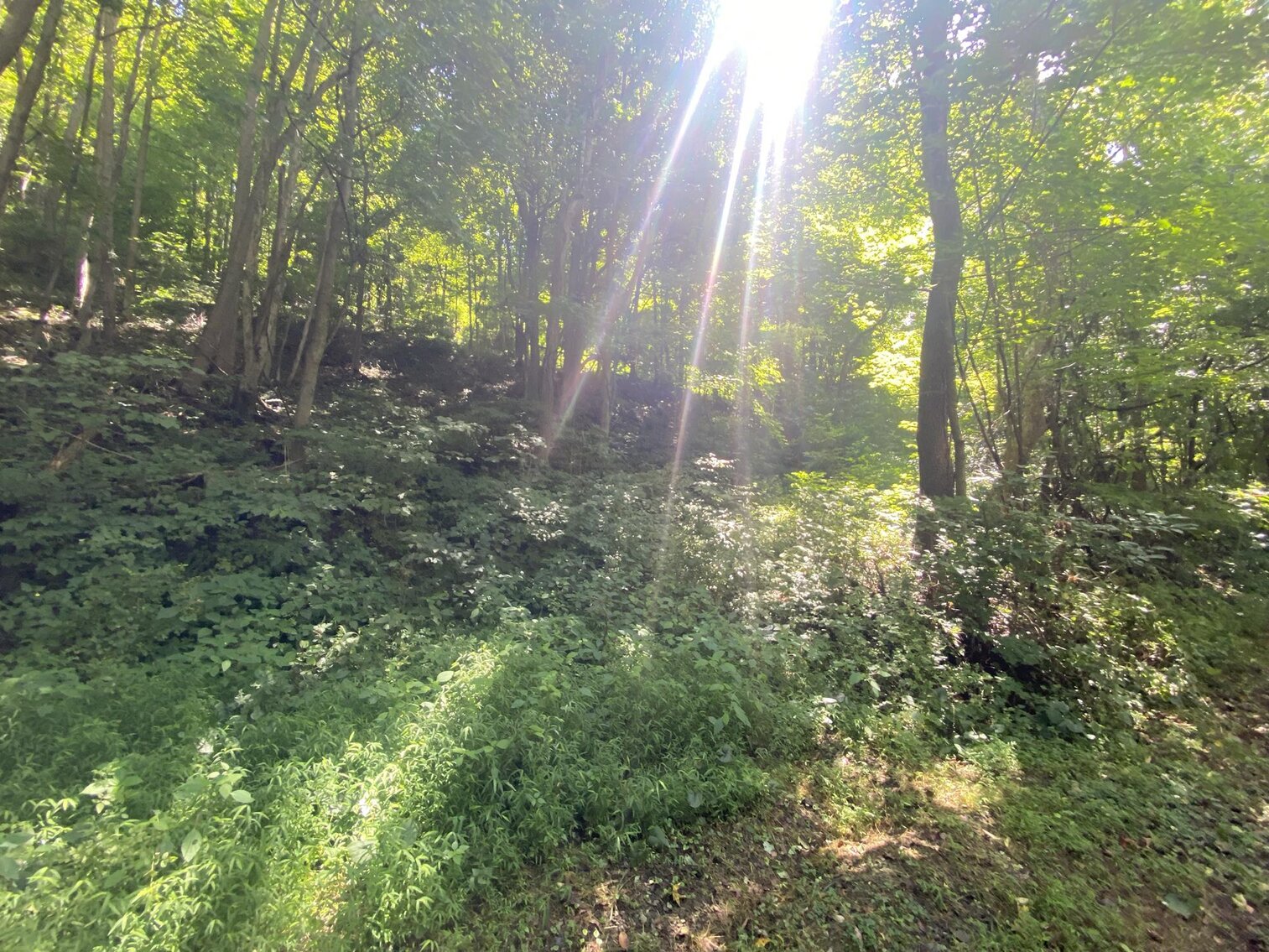 Image for SOLD $52,800 - 10 Acres Overlooking Yough Lake Selling to the Highest Bidder