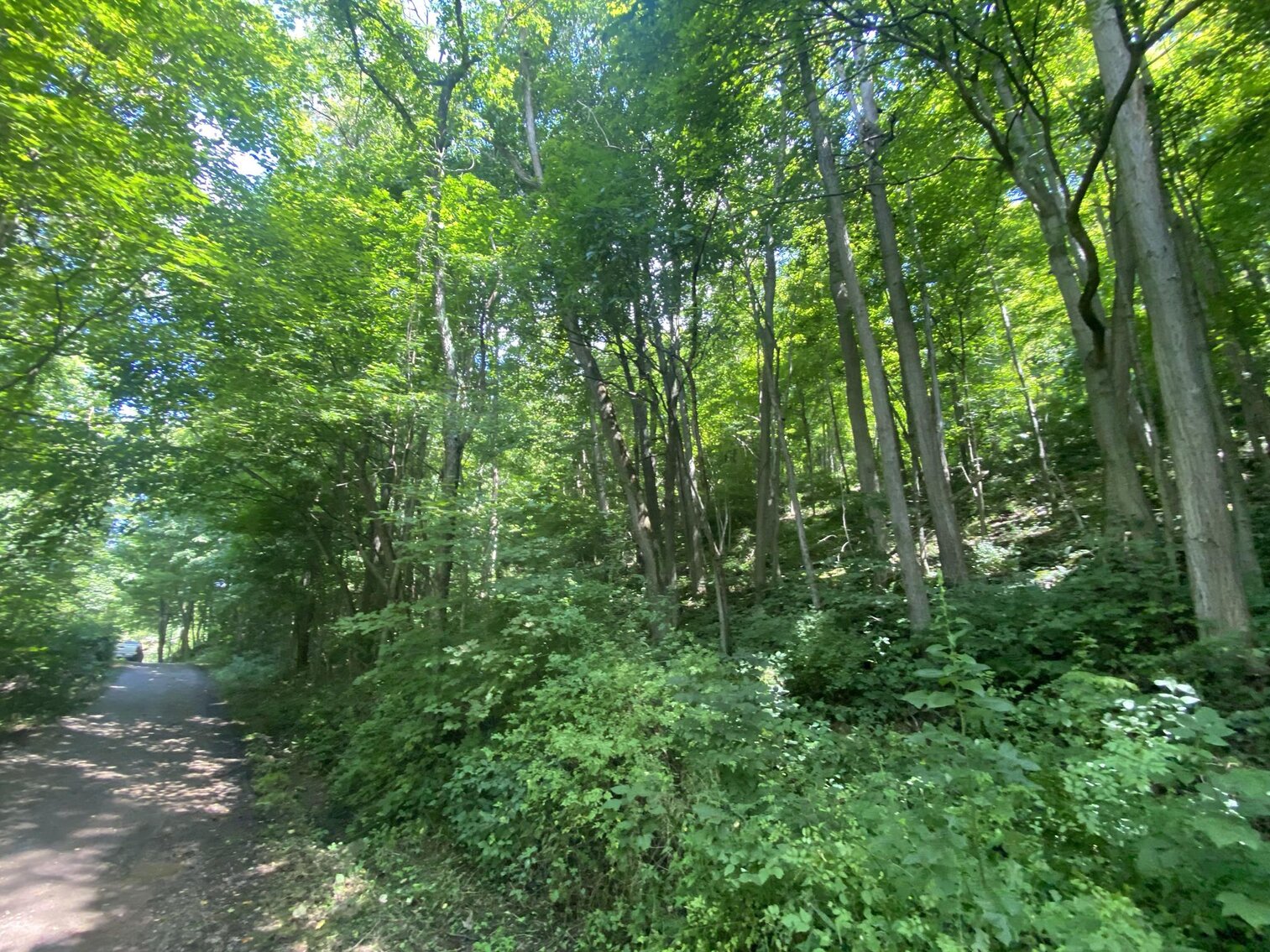 Image for SOLD $52,800 - 10 Acres Overlooking Yough Lake Selling to the Highest Bidder