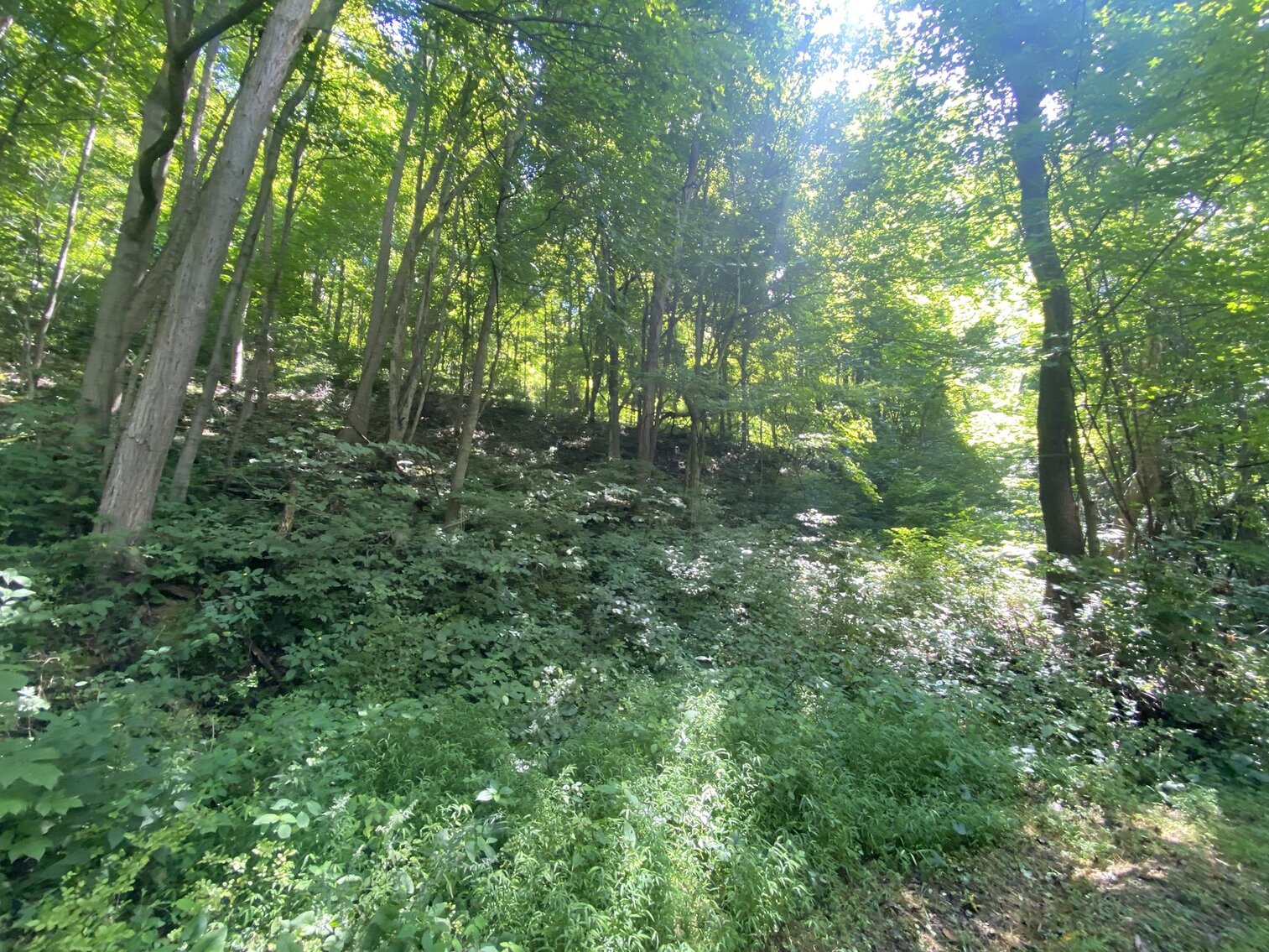 Image for SOLD $52,800 - 10 Acres Overlooking Yough Lake Selling to the Highest Bidder