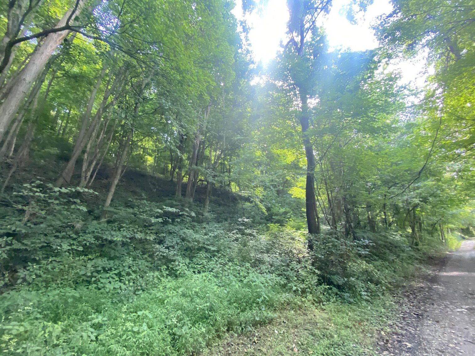 Image for SOLD $52,800 - 10 Acres Overlooking Yough Lake Selling to the Highest Bidder