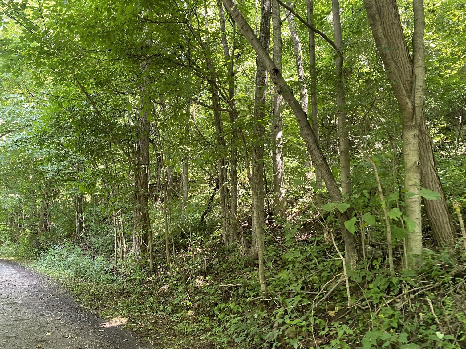 Image for SOLD $52,800 - 10 Acres Overlooking Yough Lake Selling to the Highest Bidder