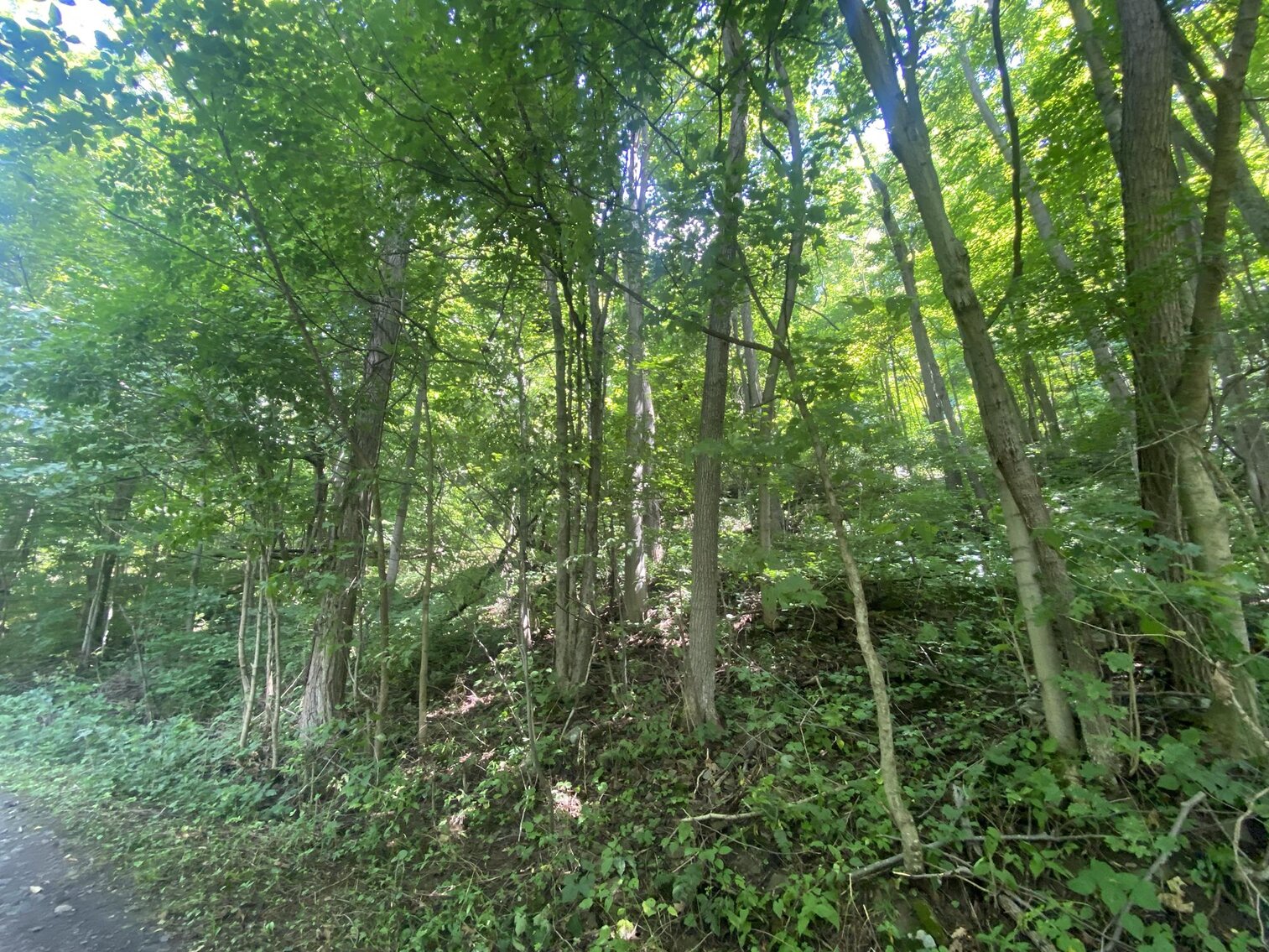 Image for SOLD $52,800 - 10 Acres Overlooking Yough Lake Selling to the Highest Bidder