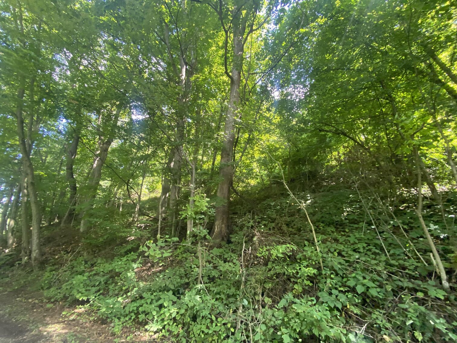 Image for SOLD $52,800 - 10 Acres Overlooking Yough Lake Selling to the Highest Bidder