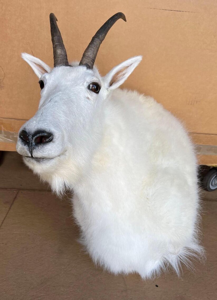 Image for Firearm Accessories, Taxidermy, and Military | September 6, 2022 at 7:00 PM