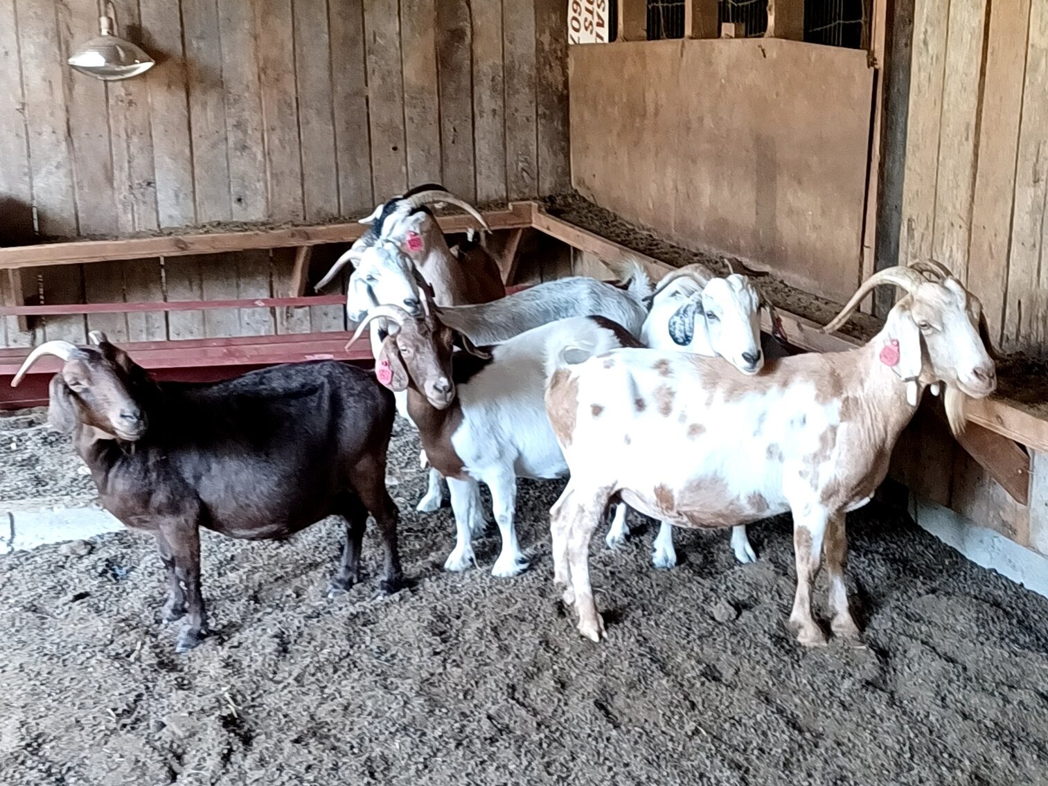 Image for Meat Goat Producer Dispersal