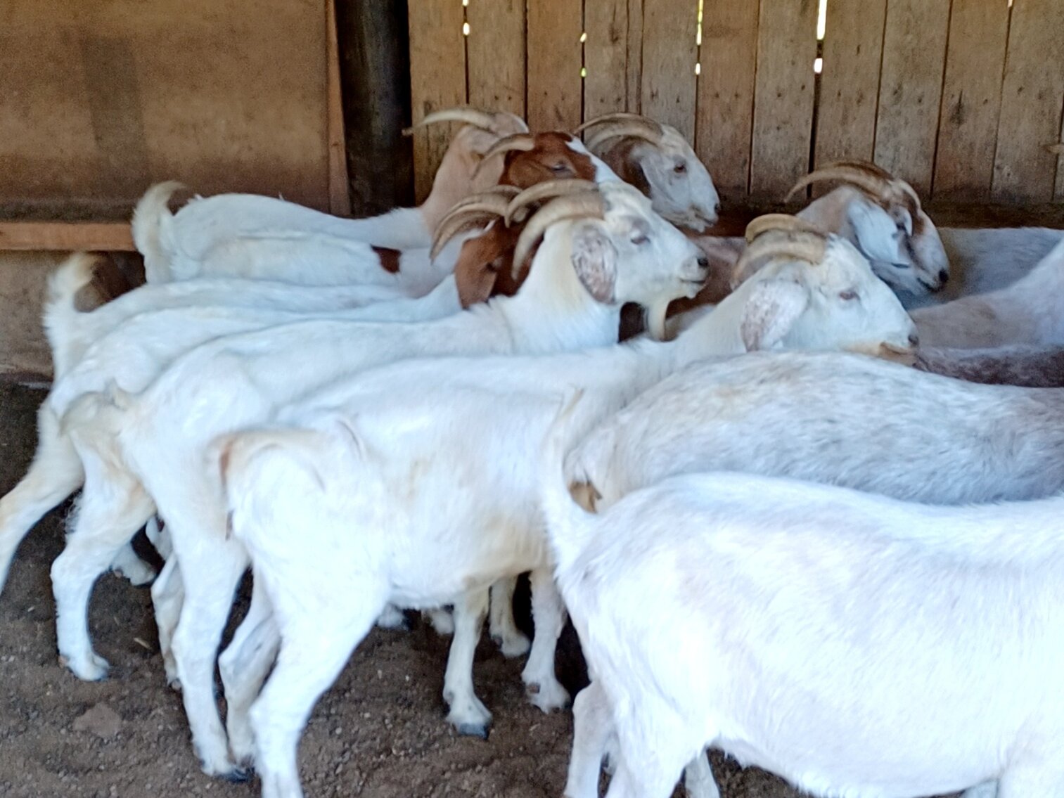 Image for Meat Goat Producer Dispersal