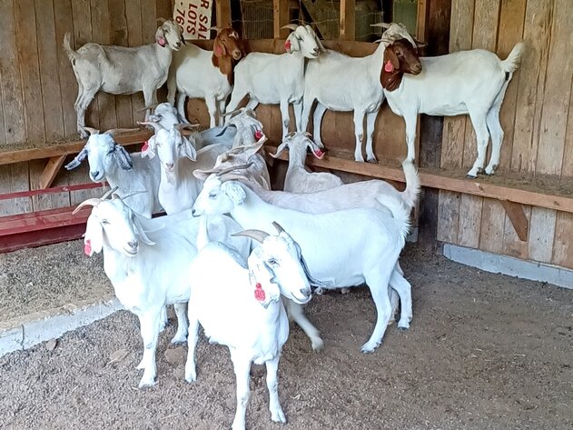 Image for Meat Goat Producer Dispersal