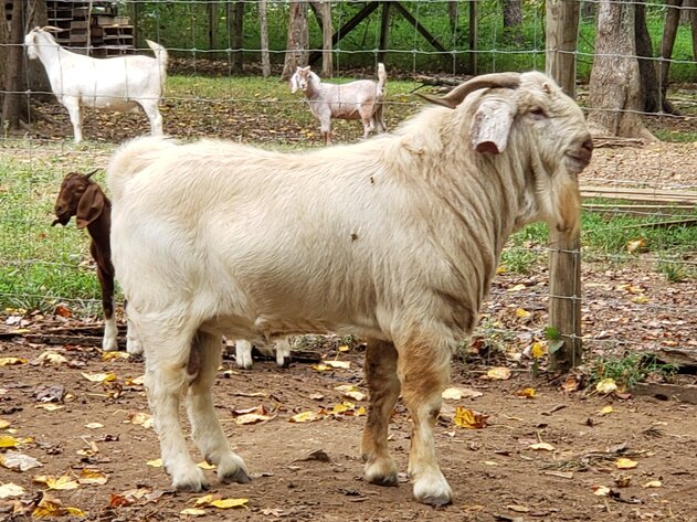 Image for Meat Goat Producer Dispersal