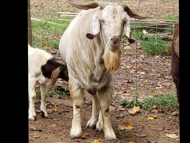 Image for Meat Goat Producer Dispersal