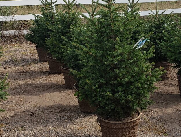 Image for September Consignments ring 3