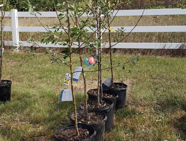 Image for September Consignments ring 3