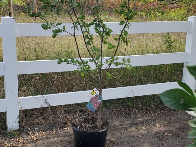 Image for September Consignments ring 3