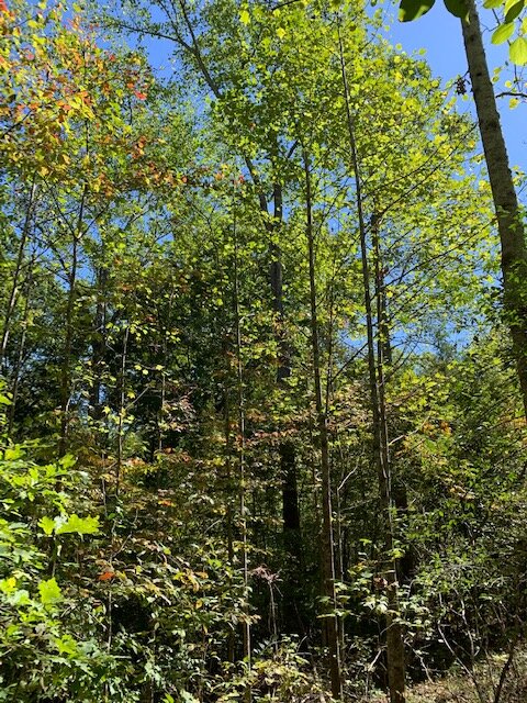 Image for Wooded Lots - 5.7 miles to Hwy 46 - 3 Lots / 2.6 acres