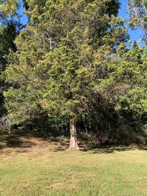 Image for Country Cottage on Cowan - Dickson