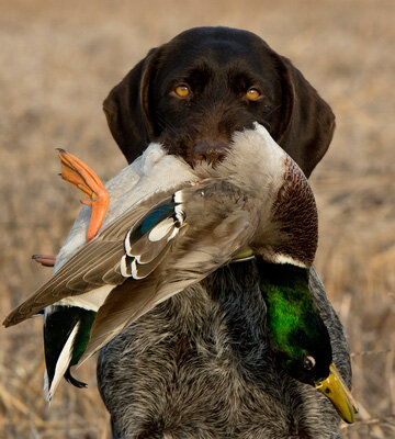 Image for Rifles, Shotguns, Pistols, Revolvers, Ammo & Supplies