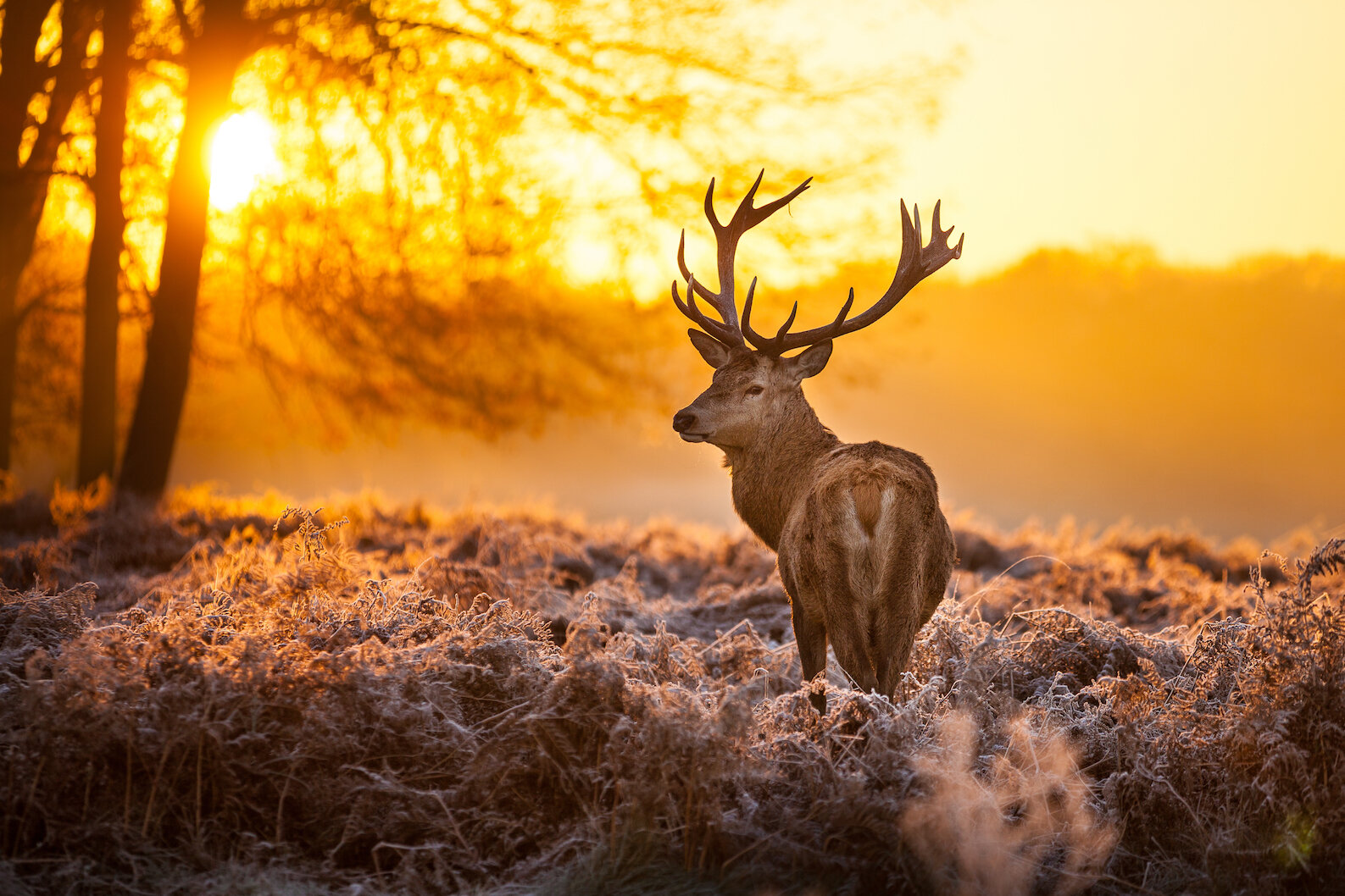 Image for Rifles, Shotguns, Pistols, Revolvers, Ammo & Supplies