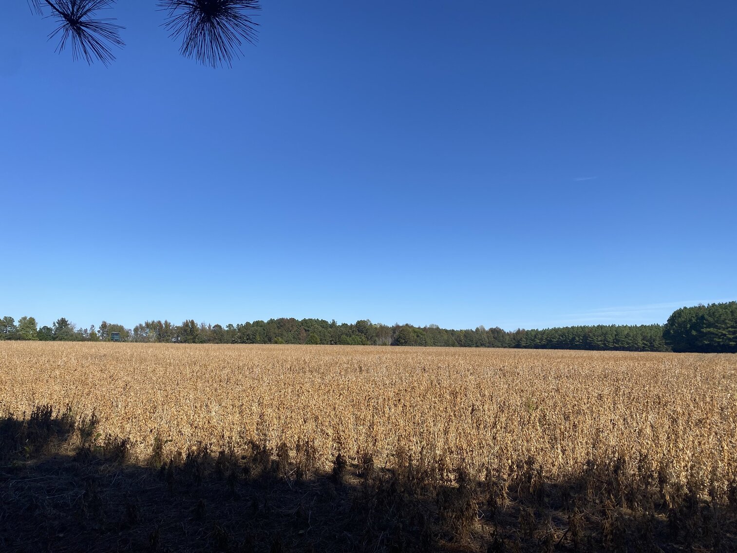 Image for Estate Auction - 78+/- Acre Historical Farm - Prince George Co. - 9615 East Quaker Rd. Disputanta VA 23842