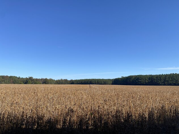 Image for Estate Auction - 78+/- Acre Historical Farm - Prince George Co. - 9615 East Quaker Rd. Disputanta VA 23842