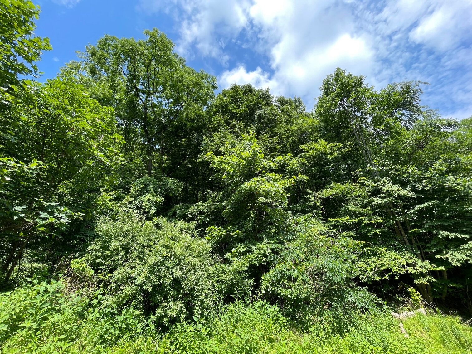 Image for SOLD $19,525 - 15 Acres Selling to the Highest Bidder