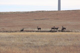 Image for LINCOLN COUNTY, CO - EXPIRED CRP