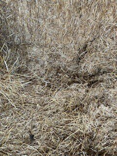 Image for (51) Large 3x3 Square Straw Bales