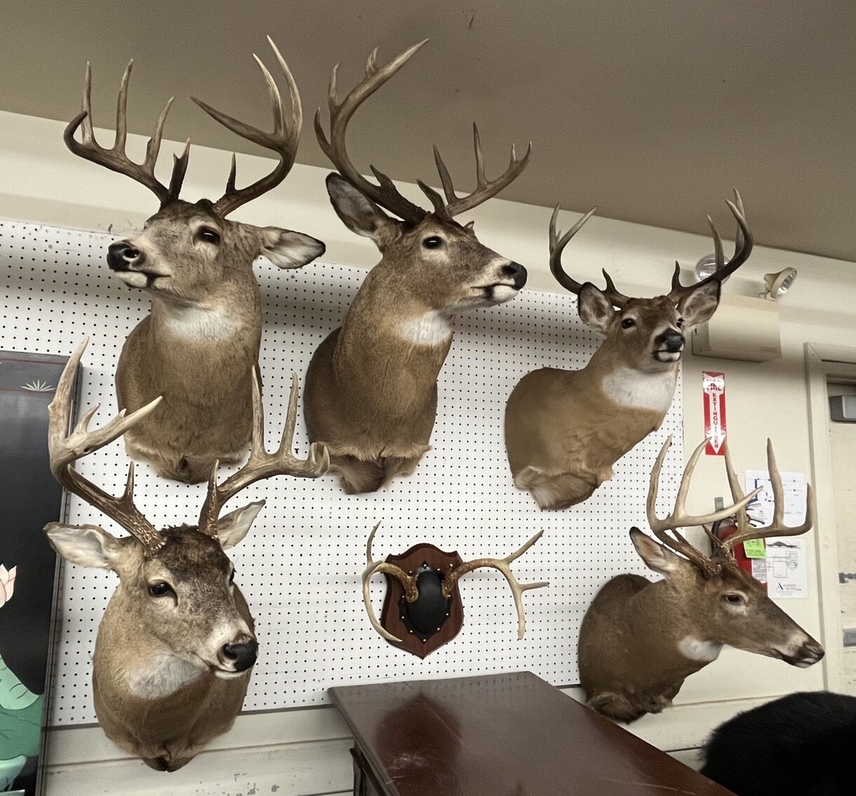 Image for Firearm Accessories, Collectible Knives, Military, and Taxidermy | January 25, 2023 at 7:00 PM