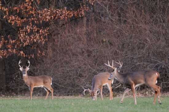 Image for ABSOLUTE ESTATE AUCTION • UNIONVILLE ROAD • BROOKPORT, IL