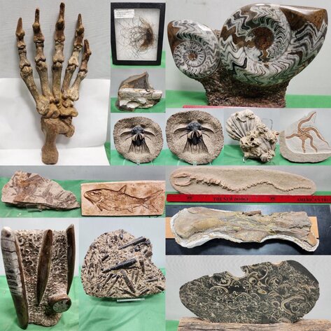 Image for PREHISTORIC FOSSIL ONLINE AUCTION