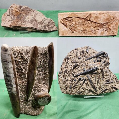 Image for PREHISTORIC FOSSIL ONLINE AUCTION