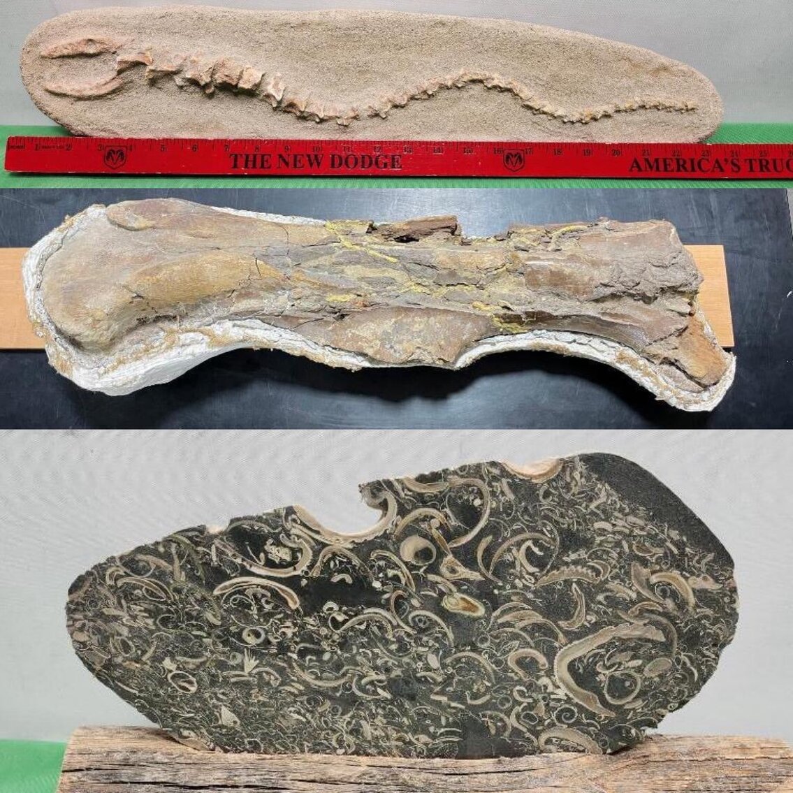 Image for PREHISTORIC FOSSIL ONLINE AUCTION