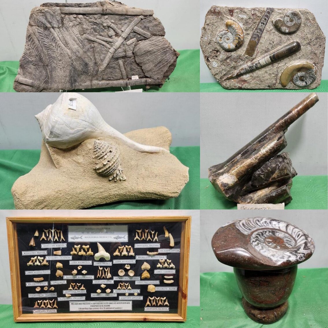 Image for PREHISTORIC FOSSIL ONLINE AUCTION