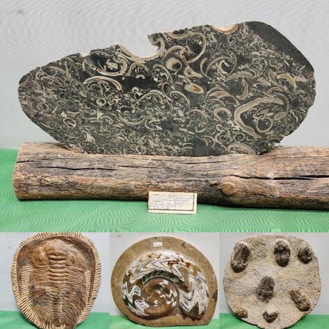 Image for PREHISTORIC FOSSIL ONLINE AUCTION