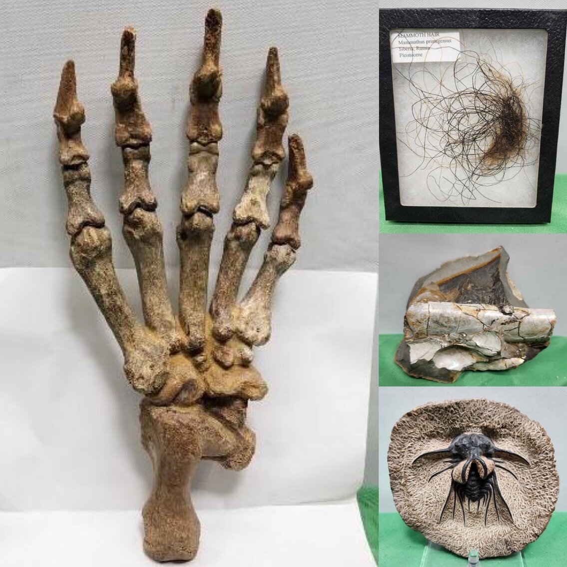 Image for PREHISTORIC FOSSIL ONLINE AUCTION