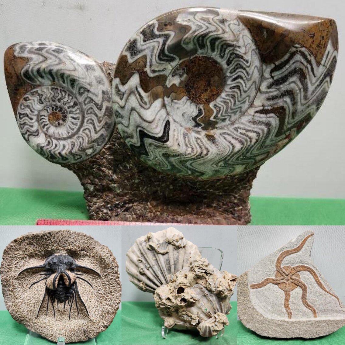 Image for PREHISTORIC FOSSIL ONLINE AUCTION