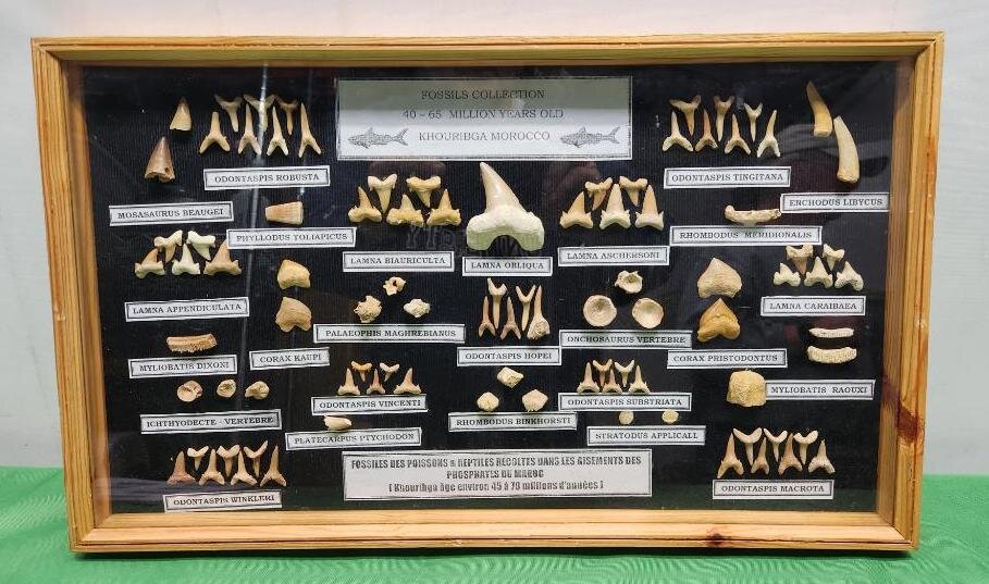 Image for PREHISTORIC FOSSIL ONLINE AUCTION