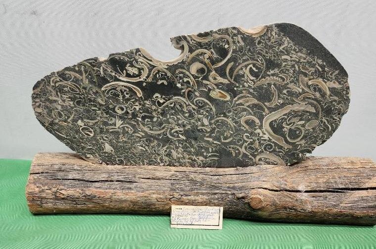 Image for PREHISTORIC FOSSIL ONLINE AUCTION