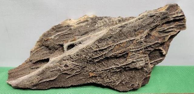 Image for PREHISTORIC FOSSIL ONLINE AUCTION