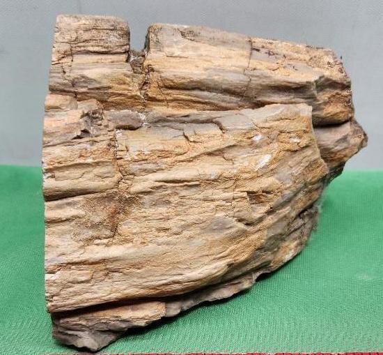 Image for PREHISTORIC FOSSIL ONLINE AUCTION