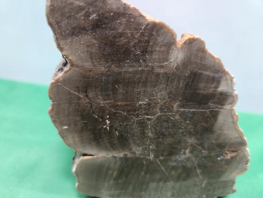 Image for PREHISTORIC FOSSIL ONLINE AUCTION