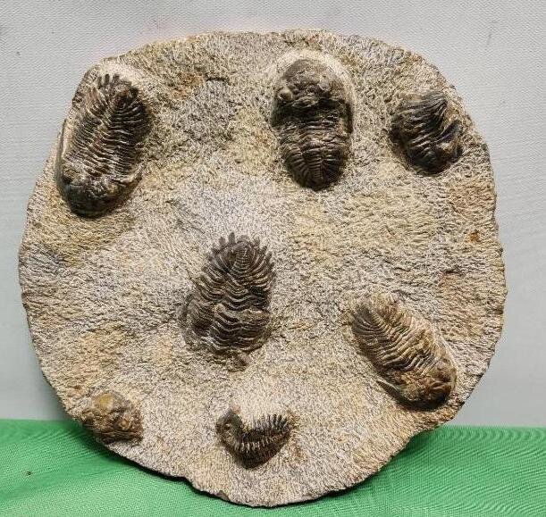 Image for PREHISTORIC FOSSIL ONLINE AUCTION