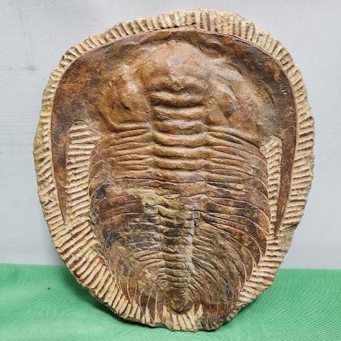 Image for PREHISTORIC FOSSIL ONLINE AUCTION