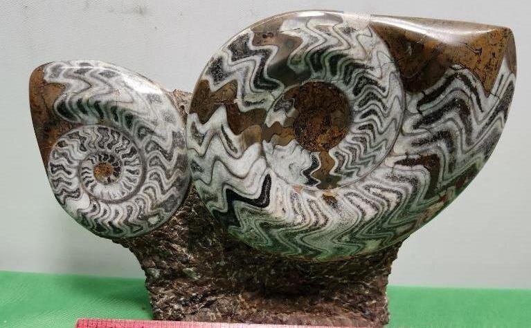 Image for PREHISTORIC FOSSIL ONLINE AUCTION