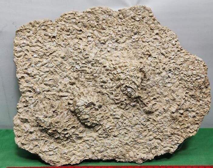 Image for PREHISTORIC FOSSIL ONLINE AUCTION