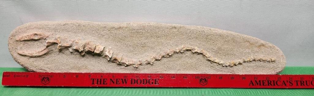 Image for PREHISTORIC FOSSIL ONLINE AUCTION
